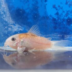 コリドラス　イルミネータスレッド　EUブリード　2025年11月入荷！