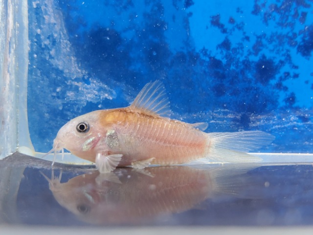 コリドラス　イルミネータスレッド　EUブリード　2025年11月入荷！