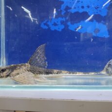 スパトゥロリカリアsp.カクエタ　2025年10月入荷！