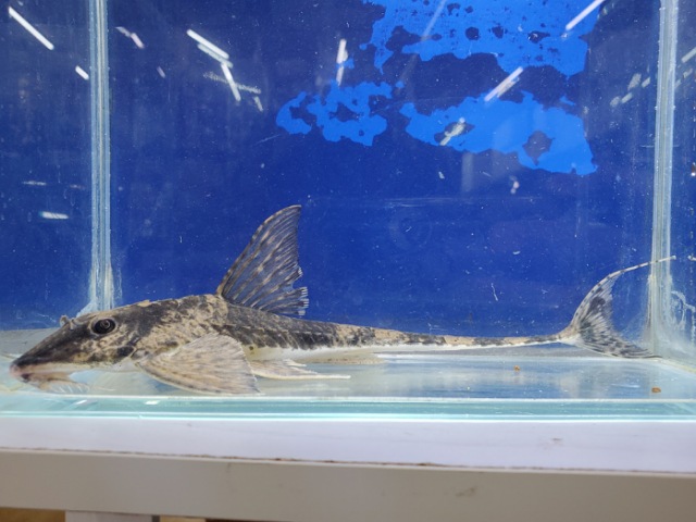 スパトゥロリカリアsp.カクエタ　2025年10月入荷！