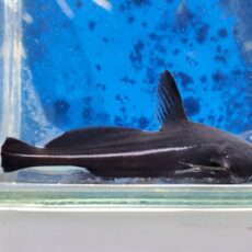 ブラックランサー　2025年11月入荷！