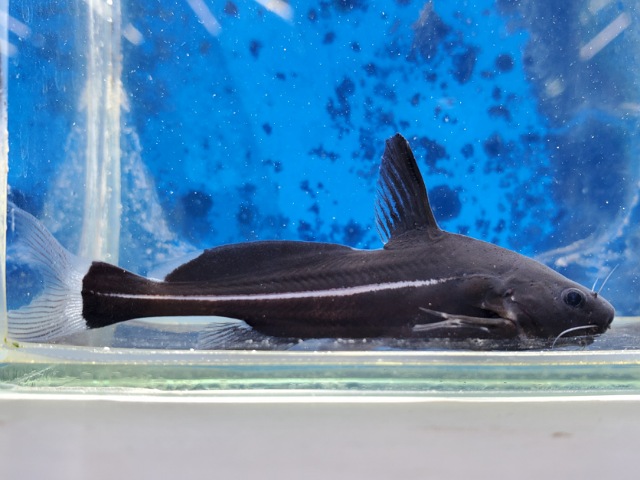 ブラックランサー　2025年11月入荷！