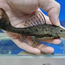 オレンジフィンブラックアーマードプレコ　ペルー　2025年11月入荷！