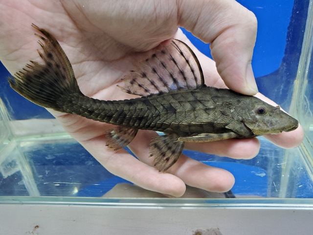 オレンジフィンブラックアーマードプレコ　ペルー　2025年11月入荷！