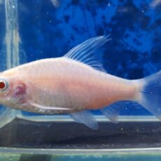 アルビノドーキンシア　2025年11月入荷！