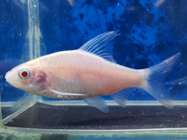 アルビノドーキンシア　2025年11月入荷！