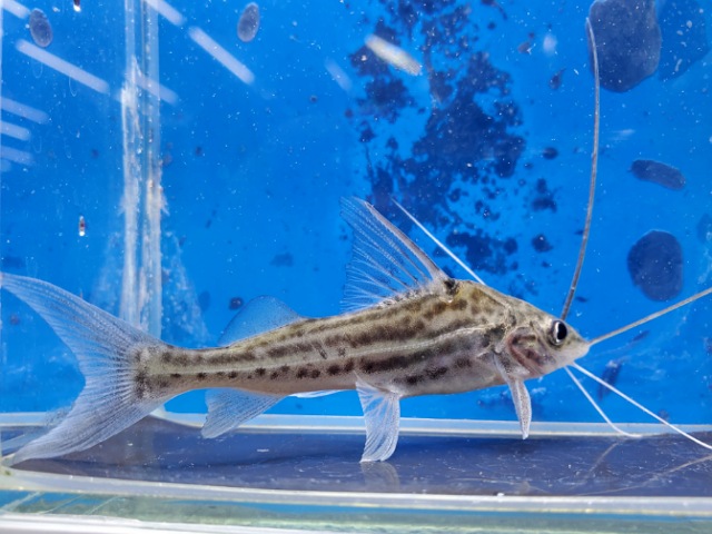 ピメロディアsp.