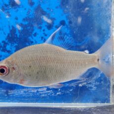 ディスティコダス　ノボリ　コンゴ　2025年4月入荷！