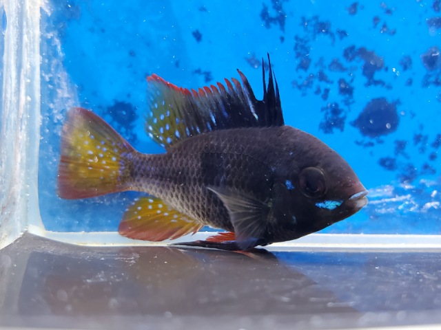 ブラックラミレジィ