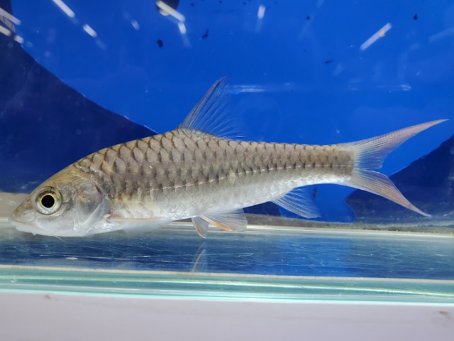 トール　シネンシス