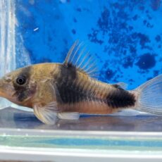 コリドラス　ワイツマニー　片目難あり　2025年11月入荷！