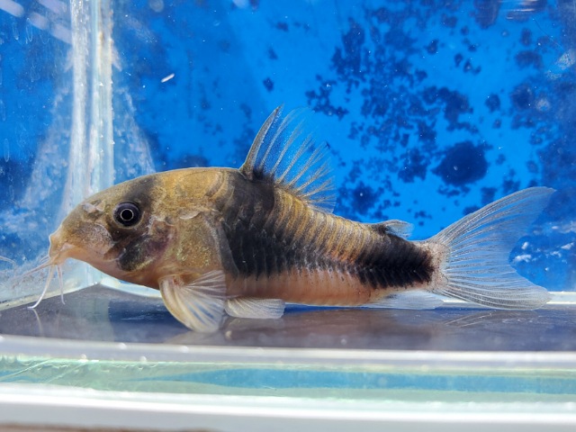 コリドラス　ワイツマニー　片目難あり　2025年11月入荷！