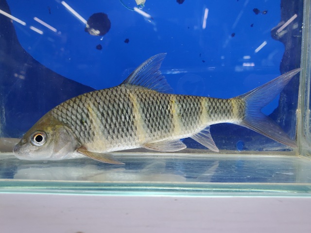 中国クラウンバルブ