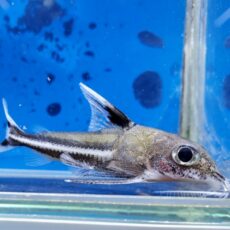 テネルスsp.ペルー　2025年11月入荷！