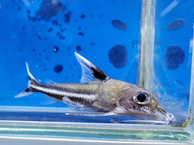 テネルスsp.ペルー　2025年11月入荷！