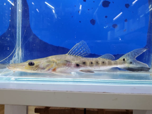 エイティーンスポットシャベルノーズキャット