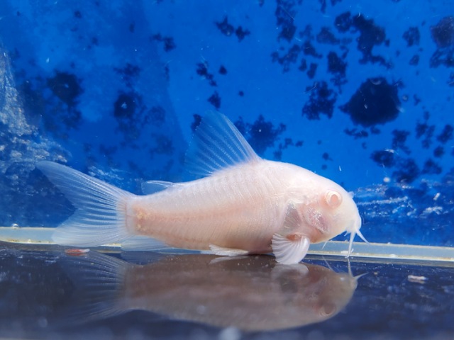 コリドラス　アルビノパンダ