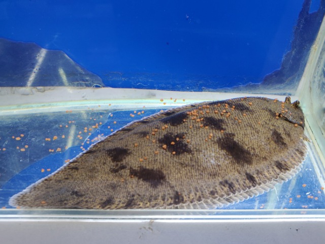 東南アジア淡水カレイ