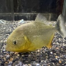 ジャイアントイエローピラニア　２０２５年１０月入荷！！