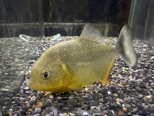 ジャイアントイエローピラニア　２０２５年１０月入荷！！