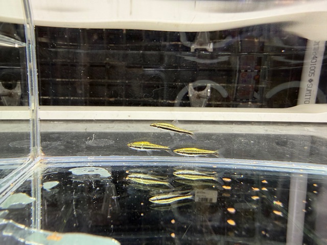 プラチナペンシルフィッシュ