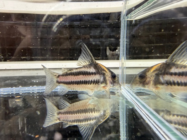 コリドラス　スーパーパラレルス