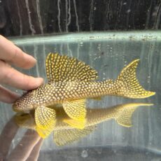 フラッシュマグナムプレコ　２０２５年１１月入荷！！