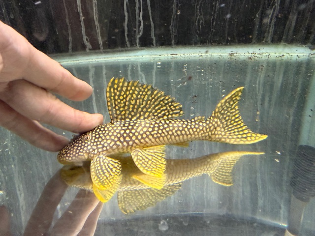 フラッシュマグナムプレコ　２０２５年１１月入荷！！