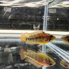 アピスト　マクマステリーレッドショルダー　２０２５年１０月入荷！！