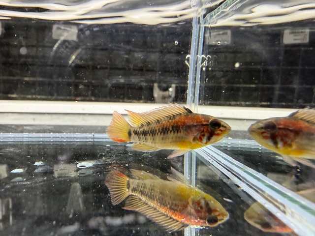 アピスト　マクマステリーレッドショルダー　２０２５年１０月入荷！！