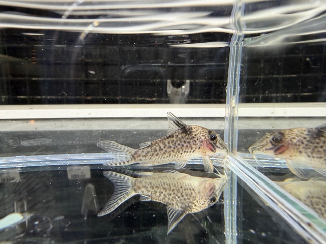 コリドラス　ロングノーズキンチャン