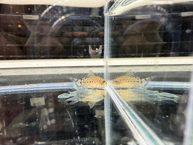 コリドラス　クナーキー