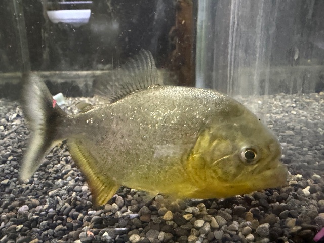 ジャイアントイエローピラニア