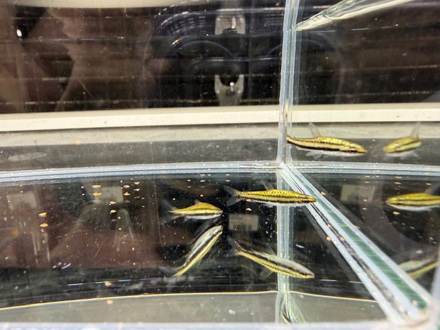 プラチナペンシルフィッシュ