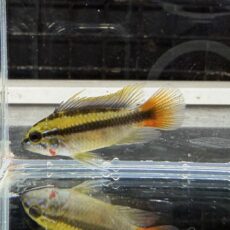 アピスト　エリスルラ　トリオ　２０２５年１０月入荷！！