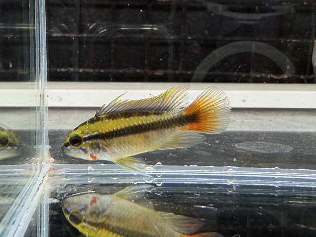 アピスト　エリスルラ　トリオ　２０２５年１０月入荷！！