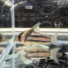 コリドラス　スーパーパラレルス　２０２５年１０月入荷！！