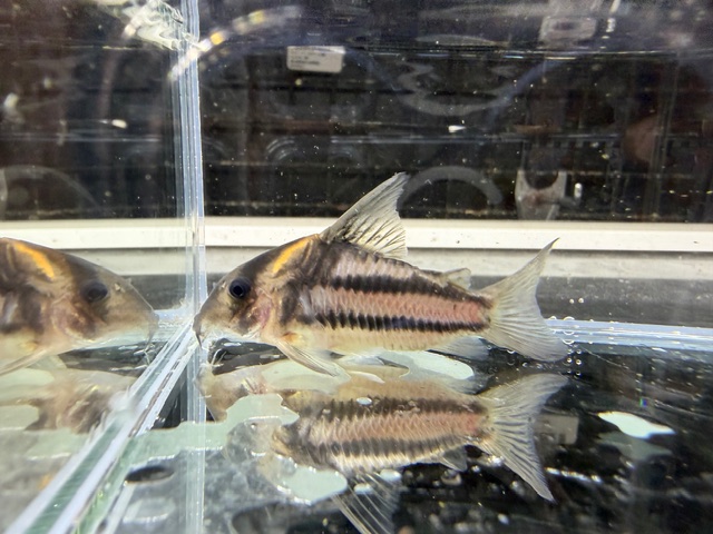 コリドラス　スーパーパラレルス　２０２５年１０月入荷！！