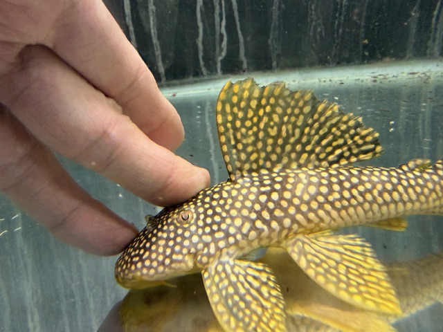 フラッシュマグナムプレコ