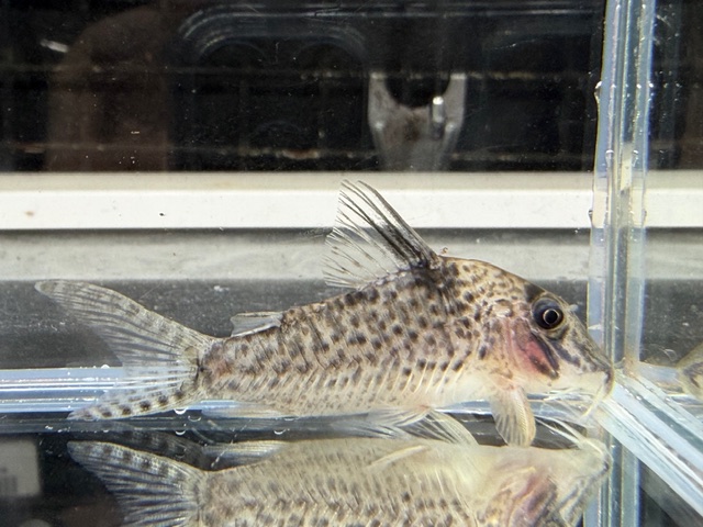 コリドラス　ロングノーズキンチャン