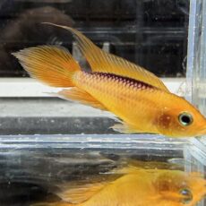 アピスト　アガシジファイヤーレッド　２０２５年１１月入荷！！