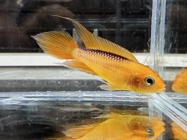 アピスト　アガシジファイヤーレッド　２０２５年１１月入荷！！