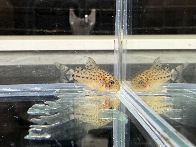 コリドラス　クナーキー