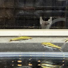 プラチナペンシルフィッシュ　２０２５年１０月入荷！！