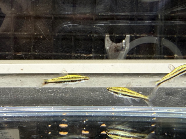 プラチナペンシルフィッシュ　２０２５年１０月入荷！！