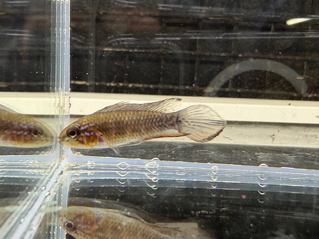 アピスト　エリザベサエ　サンガブリエル　２０２５年９月？？入荷！！