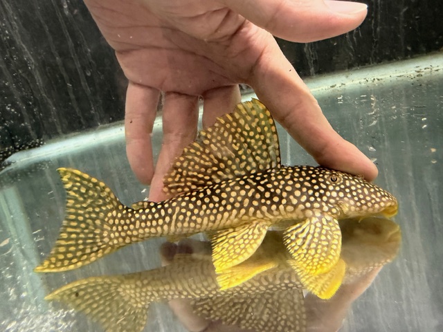 フラッシュマグナムプレコ