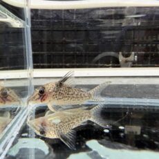 コリドラス　ロングノーズキンチャン（ロンドニア）　２０２５年１１月入荷！！