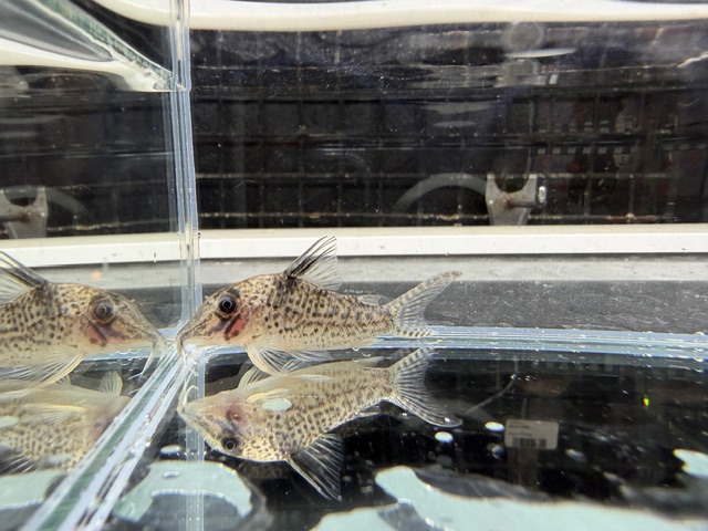 コリドラス　ロングノーズキンチャン（ロンドニア）　２０２５年１１月入荷！！