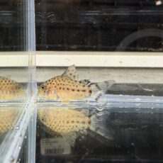 コリドラス　クナーキー　２０２５年１１月入荷！！